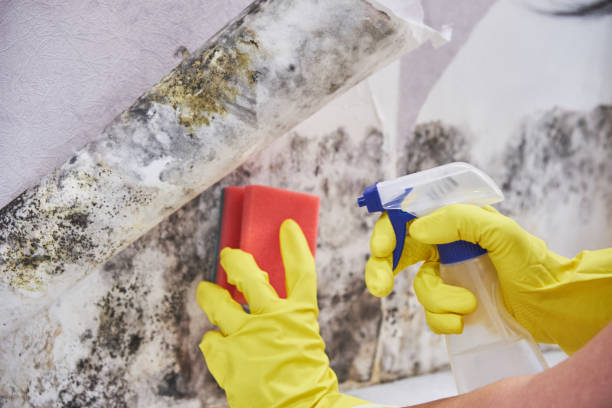 Professional Mold Removal Services in Fiskdale, MA